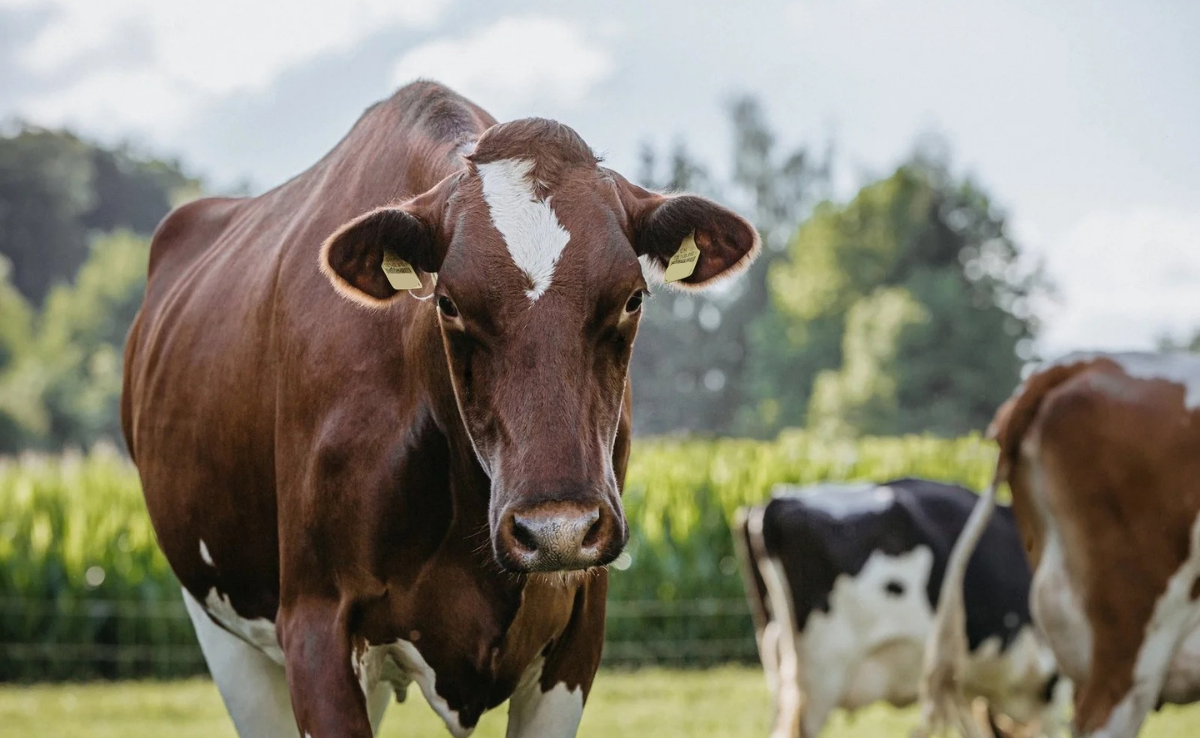 Fehlt der Grüne Teppich, wird die Milch nicht mehr abgeholt
