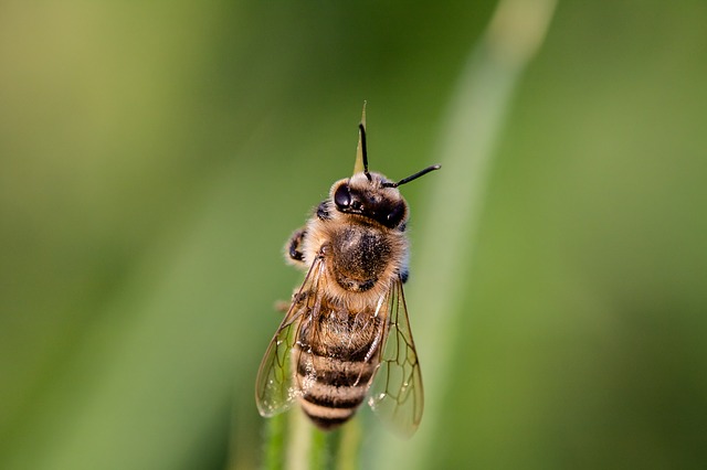 Für Allergiker kann ein Bienenstich tödlich enden. (Bild Pixabay)