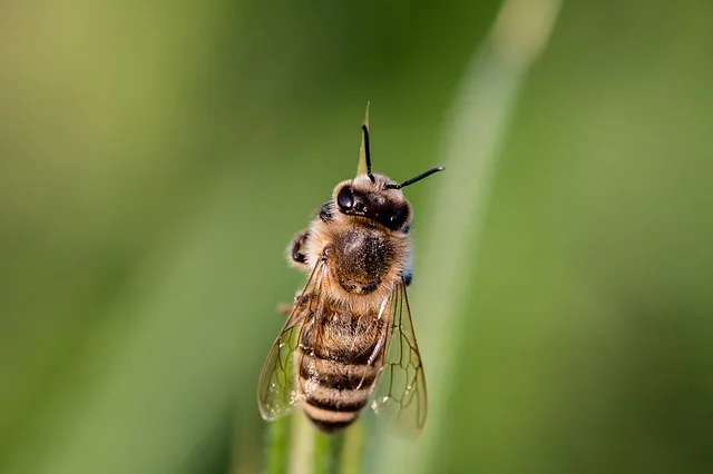 0c257dd5fdae7300c8ce62329e082018c6f834d4 Für Allergiker kann ein Bienenstich tödlich enden. (Bild Pixabay)
