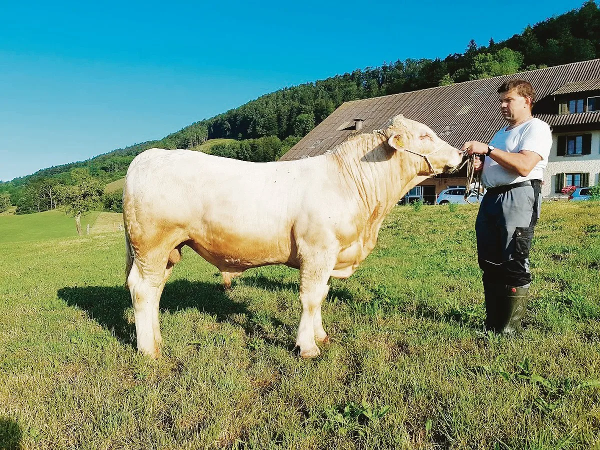 52b4199395fa0be7b49237f8e27938bd9f50ea6b Das Highlight in Langenbruck sind heuer Ueli Bader und sein handzahmer sowie genetisch hornloser Stier Rondo. (Bild zVg)