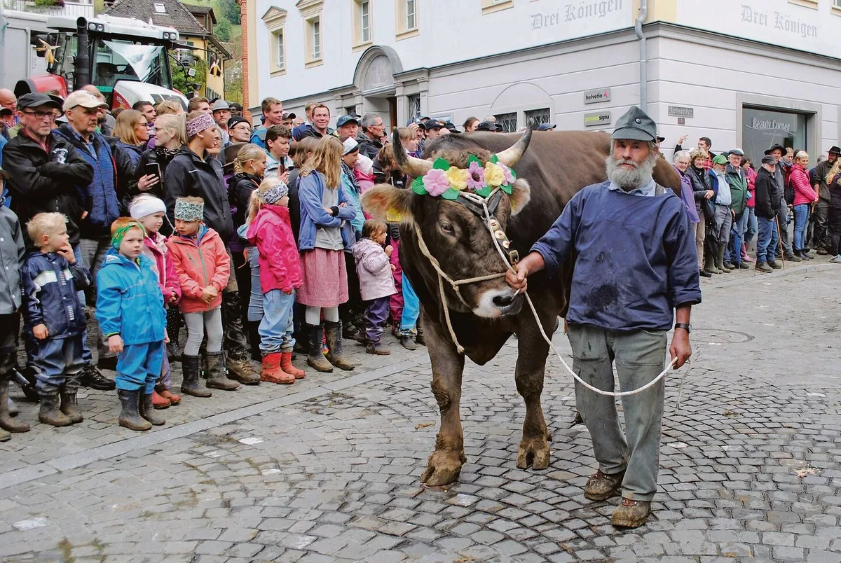 d39f8f72985ea62ecd6b4e0a91e4d7c48cc1fe0427919de92ec4b02027e34447 Ein traditioneller Höhepunkt der Schwyzer Bezirksviehschauen mit viel Publikum: Umzug nach der Viehschau durch den Kantonshauptort.