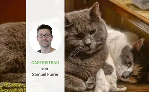 Nicht alle Katzen haben es so gut wie diese Stubentiger. Zehntausende herrenlose Katzen vegetieren vor sich hin.