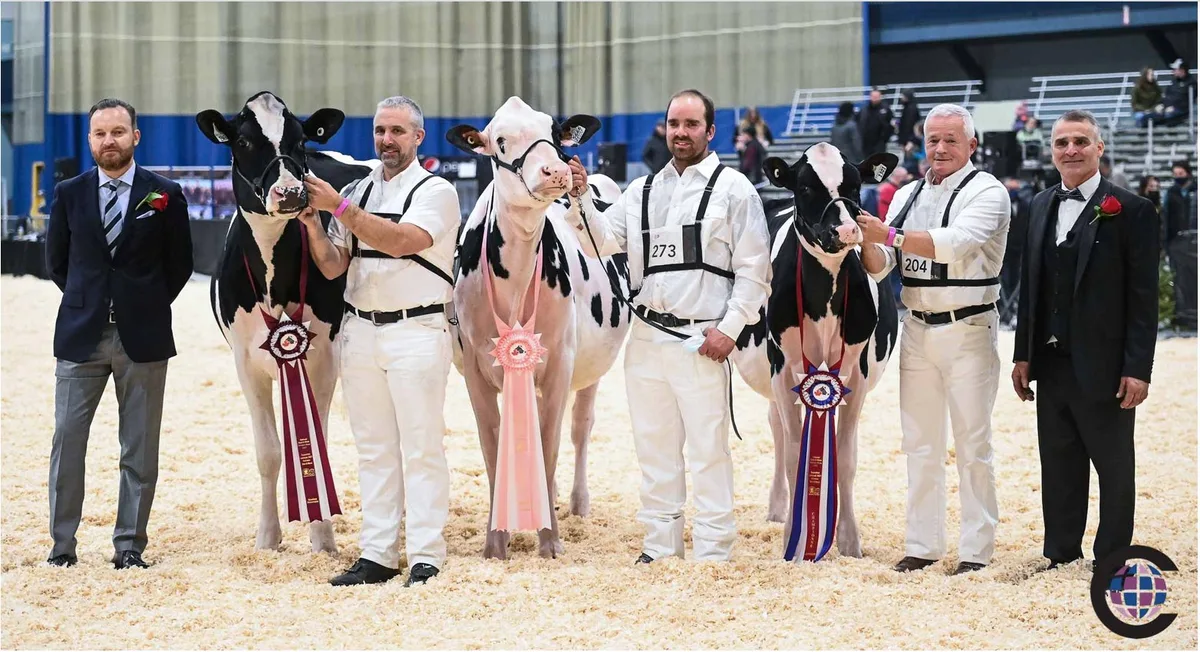 dcs_1_schau Nationale Holsteinschau in Kanada - Die Rinder sind klassiert