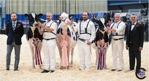 Die Championwahl (v. r. n. l): Kingsway Alligator A Twix (Champion); Den Reserve-Titel holte sich das Denver-Rind Petitclerc Apricot Den dritten Platz sicherte sich Knonaudale Thunder Storm Oshiestorm.