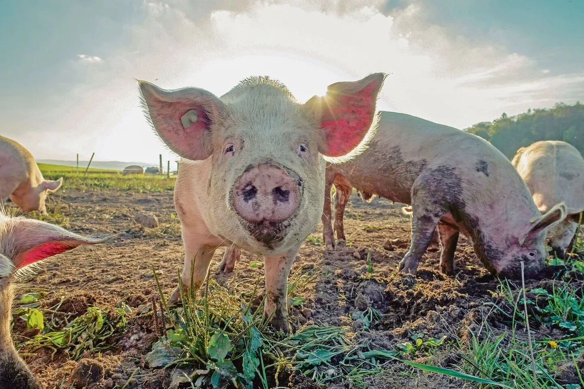 128d47d60e0da122051835a787b43d83b6284b1a9ef37ff3eea813a514a46dd6 Gemäss Vorschlag bekämen die Bioschweine mehr Platz. Würden die Abnehmer das bezahlen?
