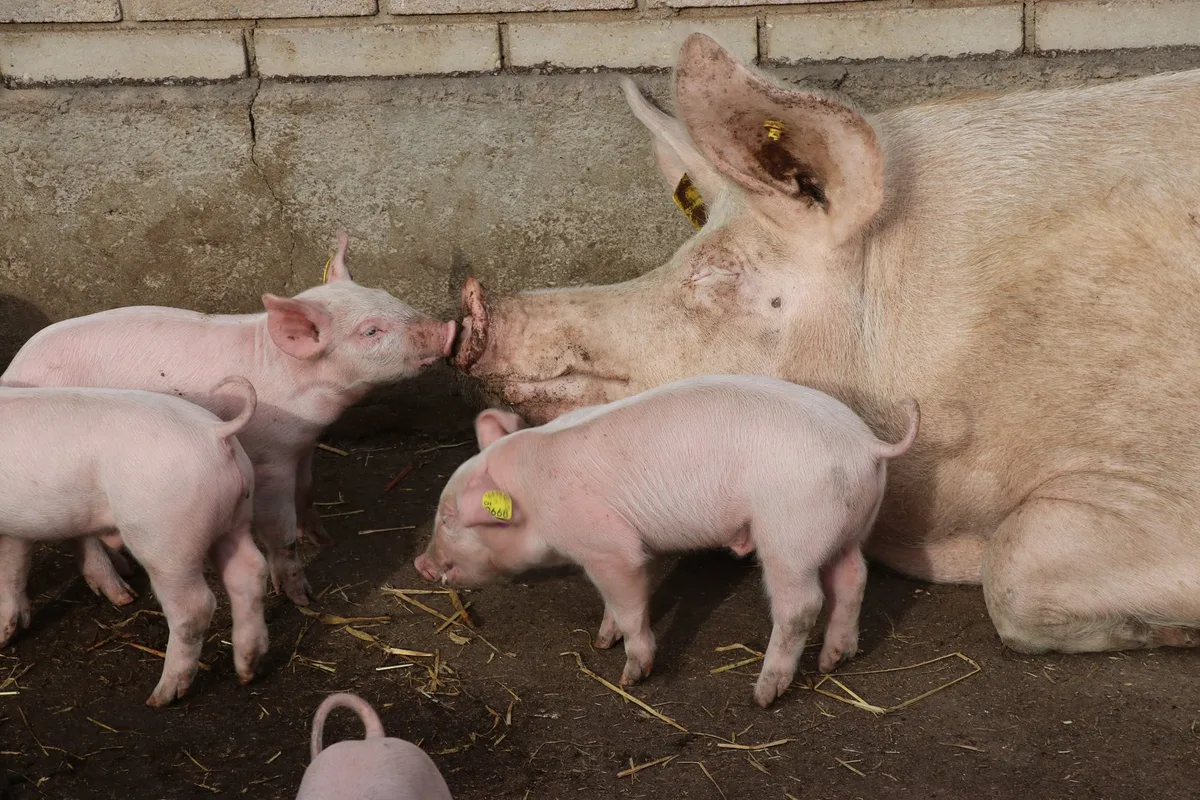 Barometer auf Rot und sinkende Preise: Es gibt zu viele Schweine auf dem Markt