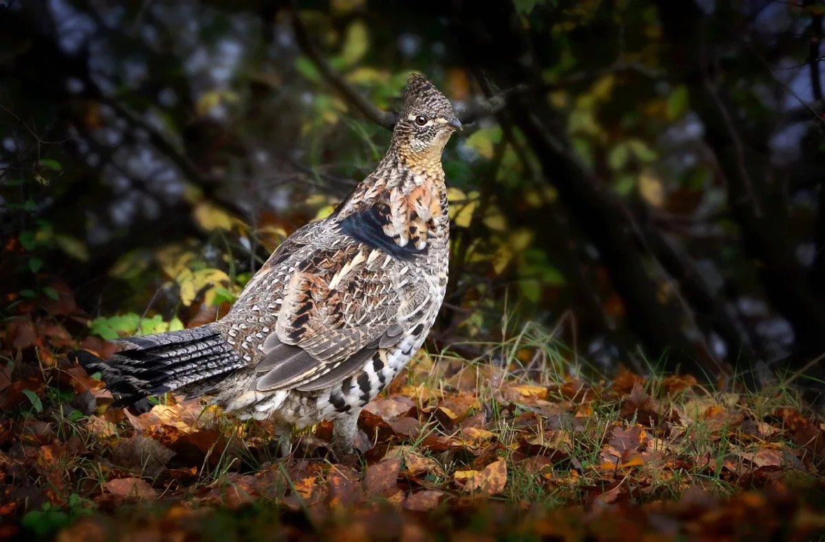 72295df9f7ca3ccce8628303607f14556d05b64e Das Auerhuhn stellt grosse Anforderungen an seine Umgebung und den Lebensraum. (Bild Alain Audet/Pixabay)