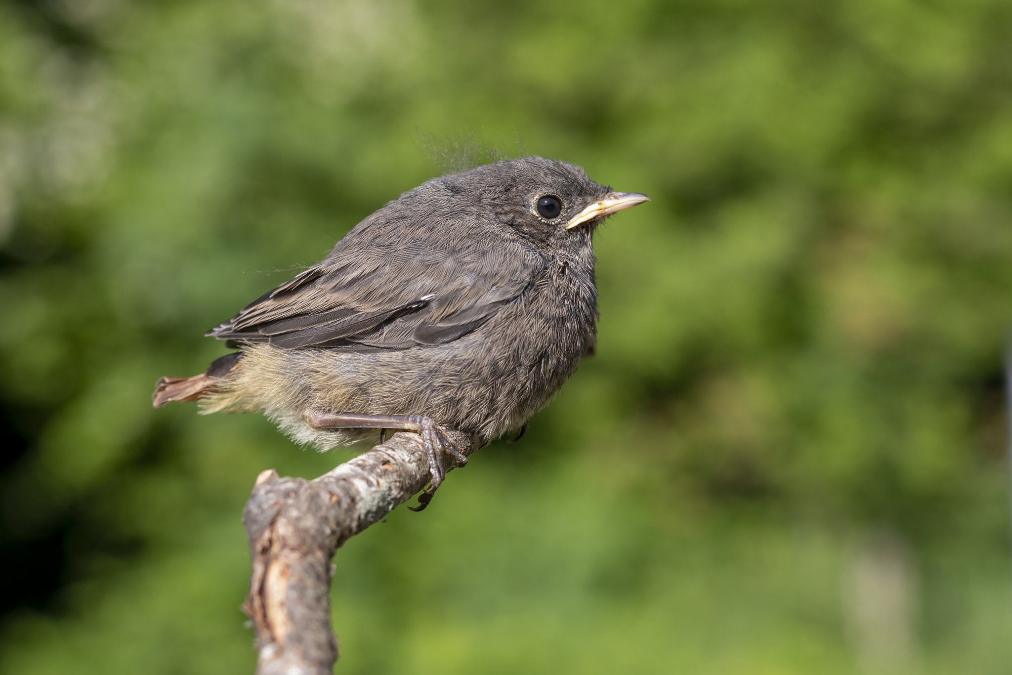 Die Vogelwarte Sempach warnt: «Hände weg von Jungvögeln»