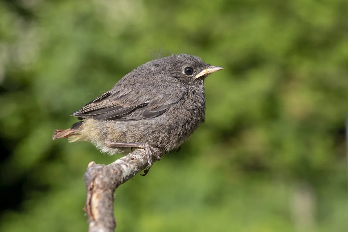 20230404_MM_Jungvo__gel_Hausrotschwanz_Vogelwarte Die Vogelwarte Sempach warnt: «Hände weg von Jungvögeln»