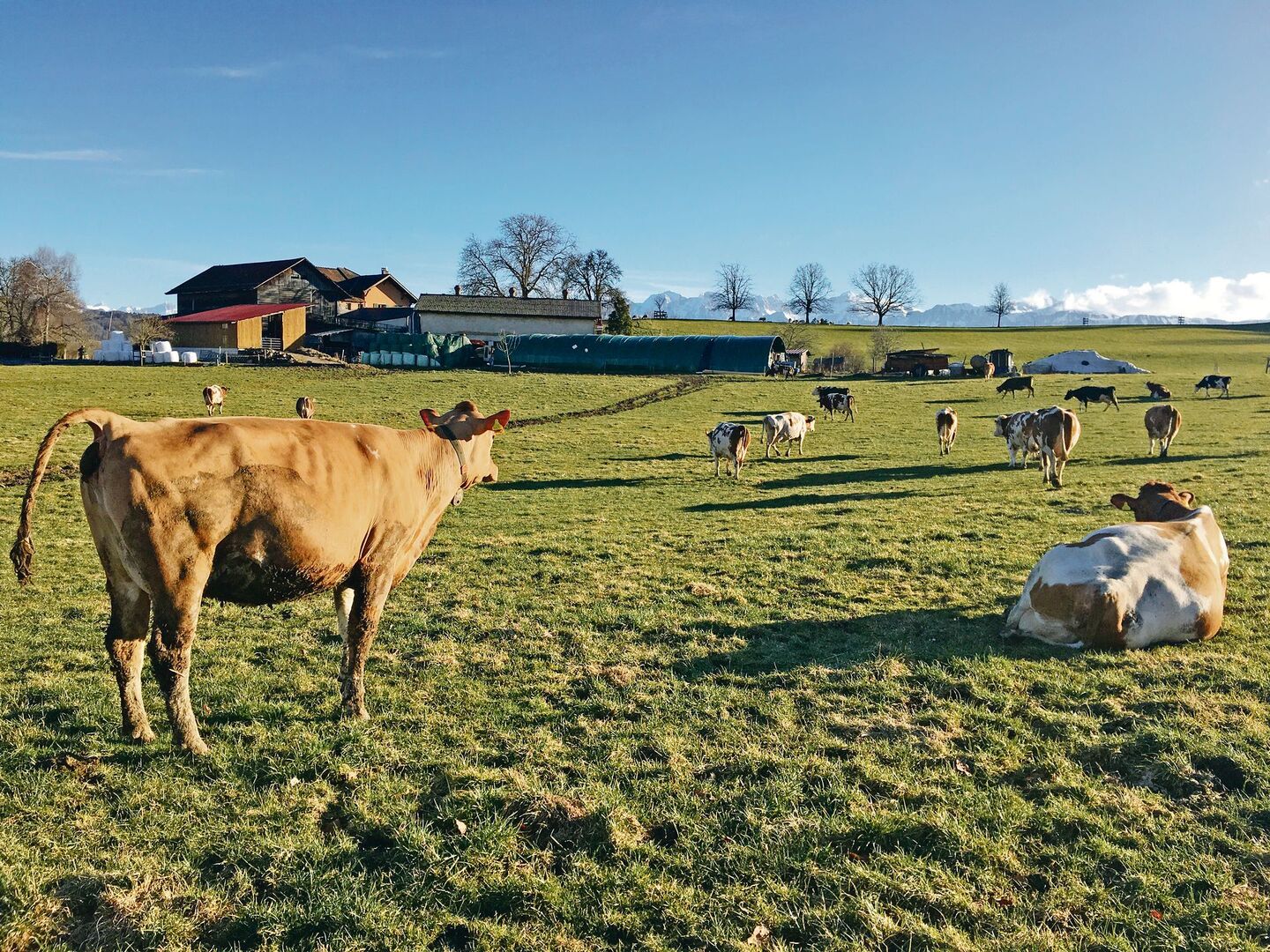 Trotz ihrer Verletzungen will Kuh Quincy so schnell wie möglich zum Rest der Herde zurück und die Sonne auf der Weide geniessen.