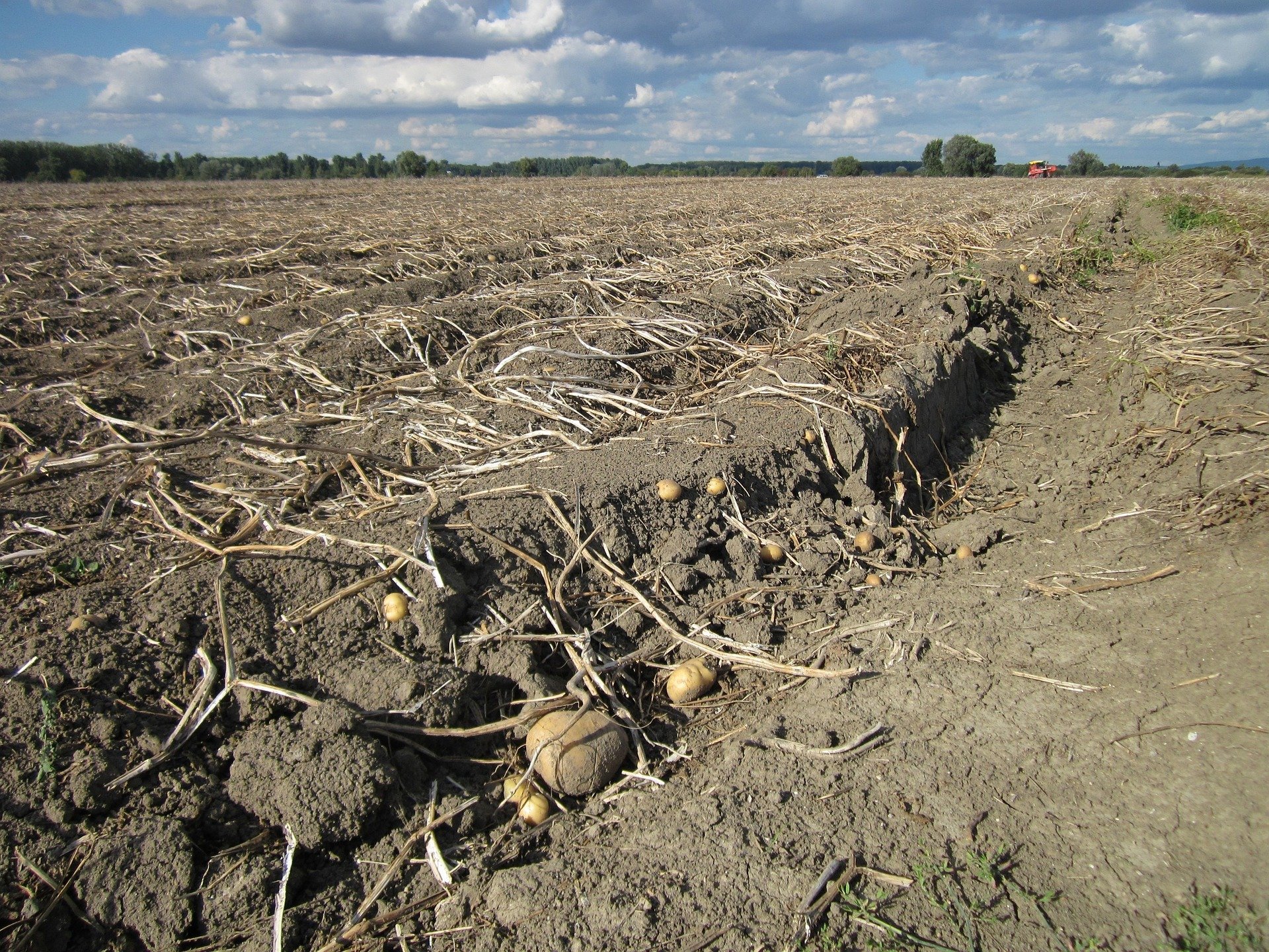 Auch nach der Ernte gehören die Kartoffeln auf dem Feld dem Bauern