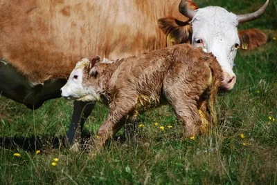 74a766d01879ad4f9e8c3bc0cfccddbb519ff76a Nachdem diesen Sommer auf Bündner Alpen elf Kälber gestorben sind, steht die Forderung im Raum, keine unbeaufsichtigten Abkalbungen auf Weiden jeglicher Art zuzulassen. (Bild Pixelio/Helmut J. Salzer)