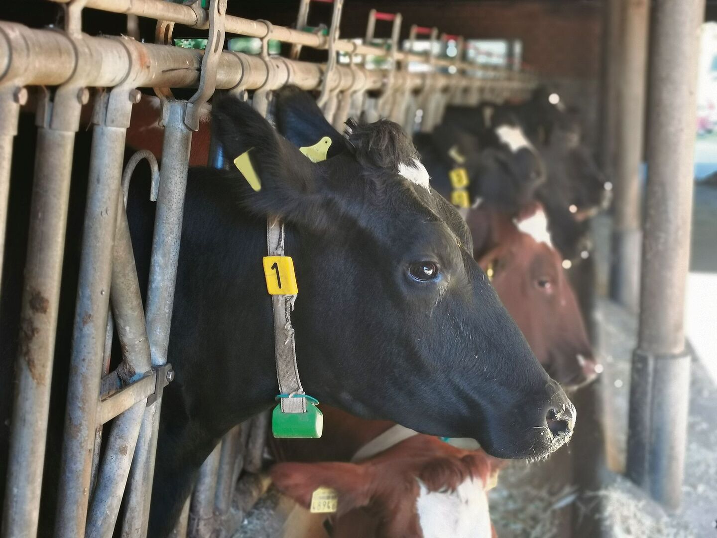 Der Import birgt die grosse Gefahr für die Einschleppung des Rinderherpes