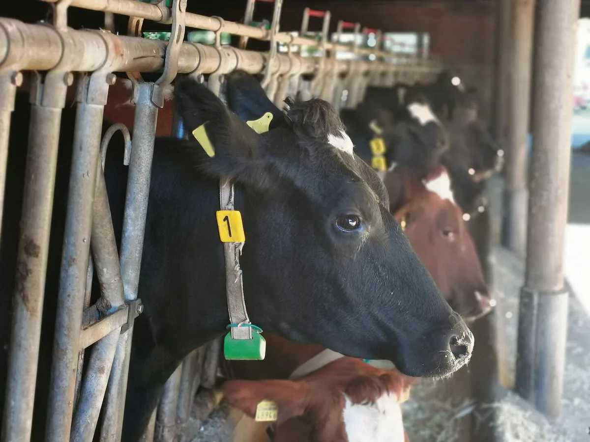 2088a59c6d3ba5dd78f59281a3e25ca33ee8f7416d81116d2d95a0c679aa1814 Der Import birgt die grosse Gefahr für die Einschleppung des Rinderherpes