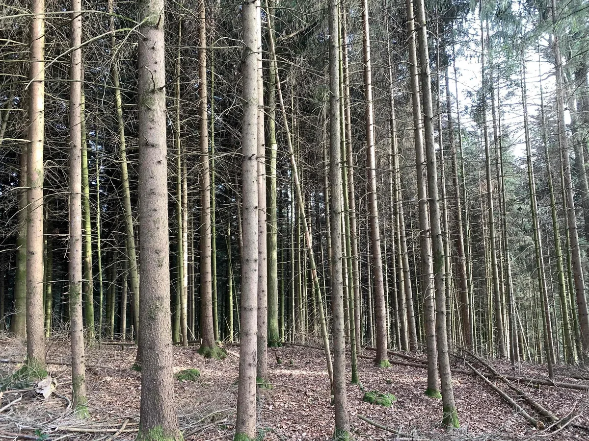 Fichten_Monokultur Trockenheit und Stickstoff machen dem Schweizer Wald zu schaffen