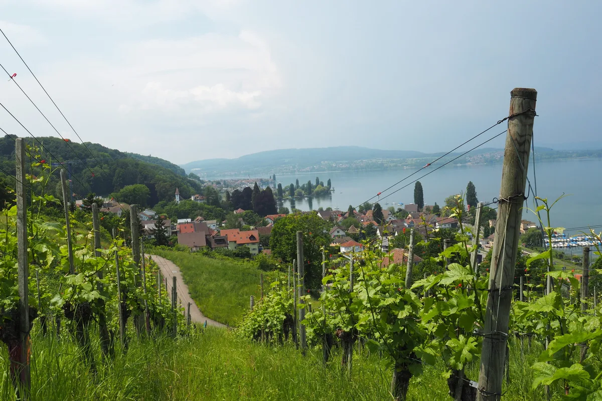 81324f39422f970267eed8f93ddda96164e5d974 Blick durch den Rebberg des BBZ Arenenberg auf den Untersee. Die Region, in der das PRE-Projekt realisiert werden soll, besticht durch ihre landschaftliche Schönheit. (Bild Christian Weber)
