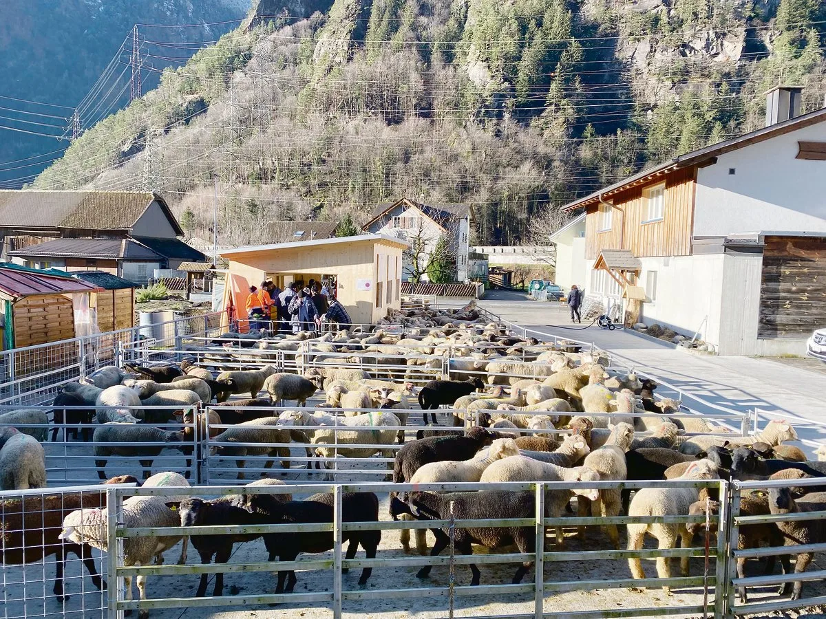 Der neue Schafannahmeplatz in Erstfeld wurde in Betrieb genommen. Von Januar bis Mai ist alle zwei bis drei Wochen ein Markt geplant. (Bild Jasmin Grüter)