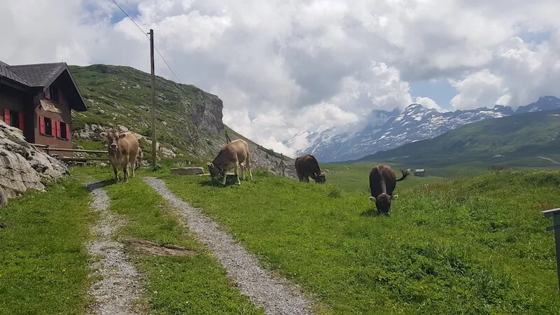 56b9355958ae1b19303fc97299cbce7bd8195609 Wegen des etwas späteren Alpbeginn in diesem Frühsommer waren die Tiere noch nicht direkt bei der Alpwirtschaft zu sehen. Dank dem «Fruttli-Zug» war es aber kein Problem. Dieser führte die Gäste nach dem Mittagessen etwas weiter zur Tannalp, wo die weidenden Alpkühe bestaunt werden durften. (Bilder zVg)