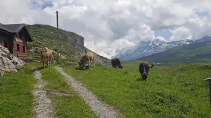 Wegen des etwas späteren Alpbeginn in diesem Frühsommer waren die Tiere noch nicht direkt bei der Alpwirtschaft zu sehen. Dank dem «Fruttli-Zug» war es aber kein Problem. Dieser führte die Gäste nach dem Mittagessen etwas weiter zur Tannalp, wo die weidenden Alpkühe bestaunt werden durften. (Bilder zVg)