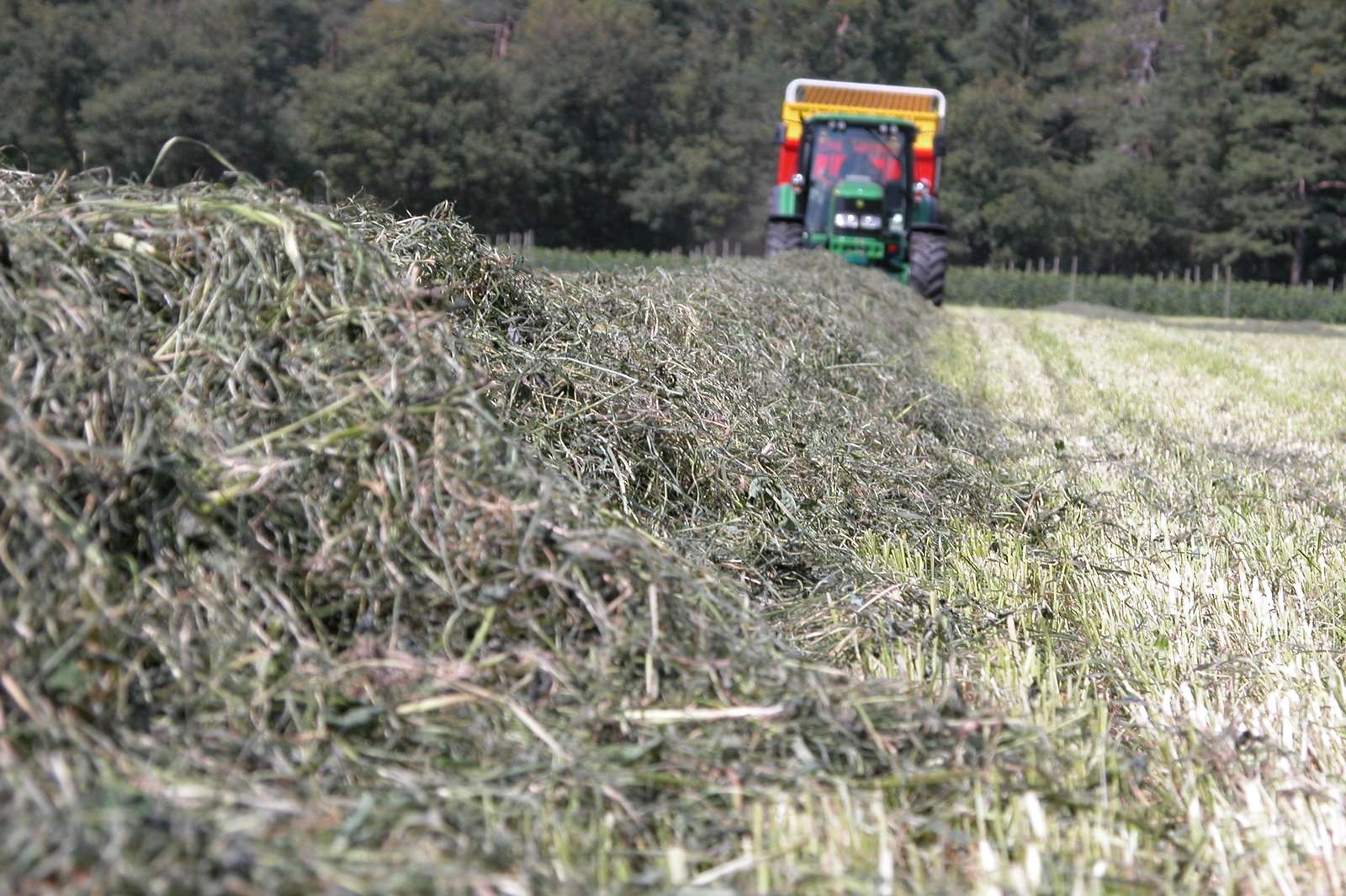 Nahaufnahme einer Heu-Mad, in der Ferne ist der Traktor mit Ladewagen zu sehen.