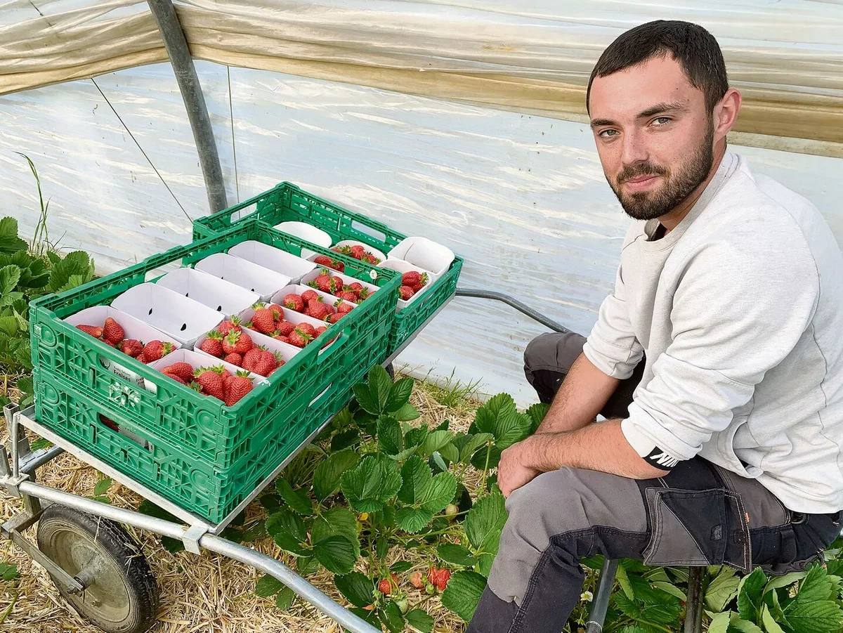 2791e94f2c1c97b65243c58d5e15ff6b0abace5e49b248c8bdb797f5423e20be Lukasz Portka aus Polen beim Ernten von Erdbeeren im Folientunnel.