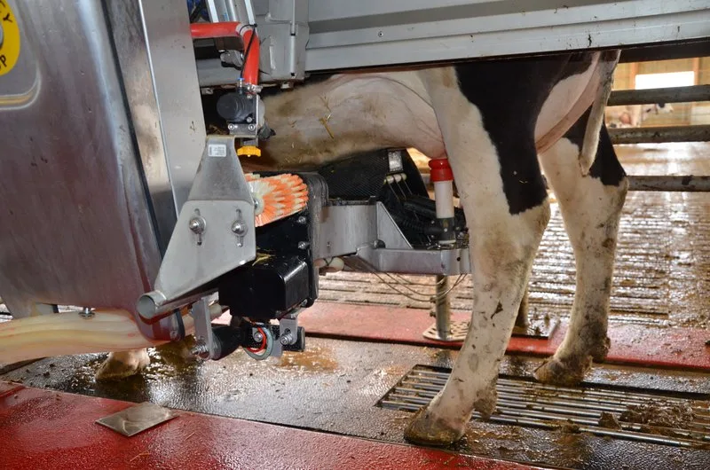 18132fe738b55b18a0ec08ae97f5d4687797119a Ist Roboter gemolkene Milch besser? (Bild Aline Küenzi)