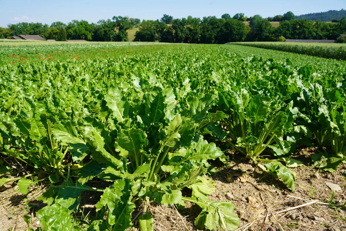 DG-2026-10-FoKo-FiBL-Zuckerrueben-Obrist Die Wetter- und Gesundheitsbedingungen waren in diesem Jahr schwierig, doch dies stellt den Anbau von Biozuckerrüben keineswegs in Frage.