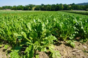 Die Wetter- und Gesundheitsbedingungen waren in diesem Jahr schwierig, doch dies stellt den Anbau von Biozuckerrüben keineswegs in Frage.