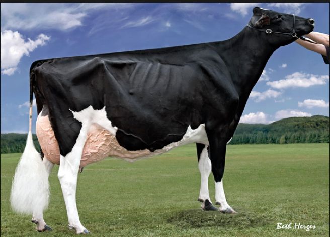 Harvue Roy Frosty wurde 12-jährig. (Bild Beth Henges)