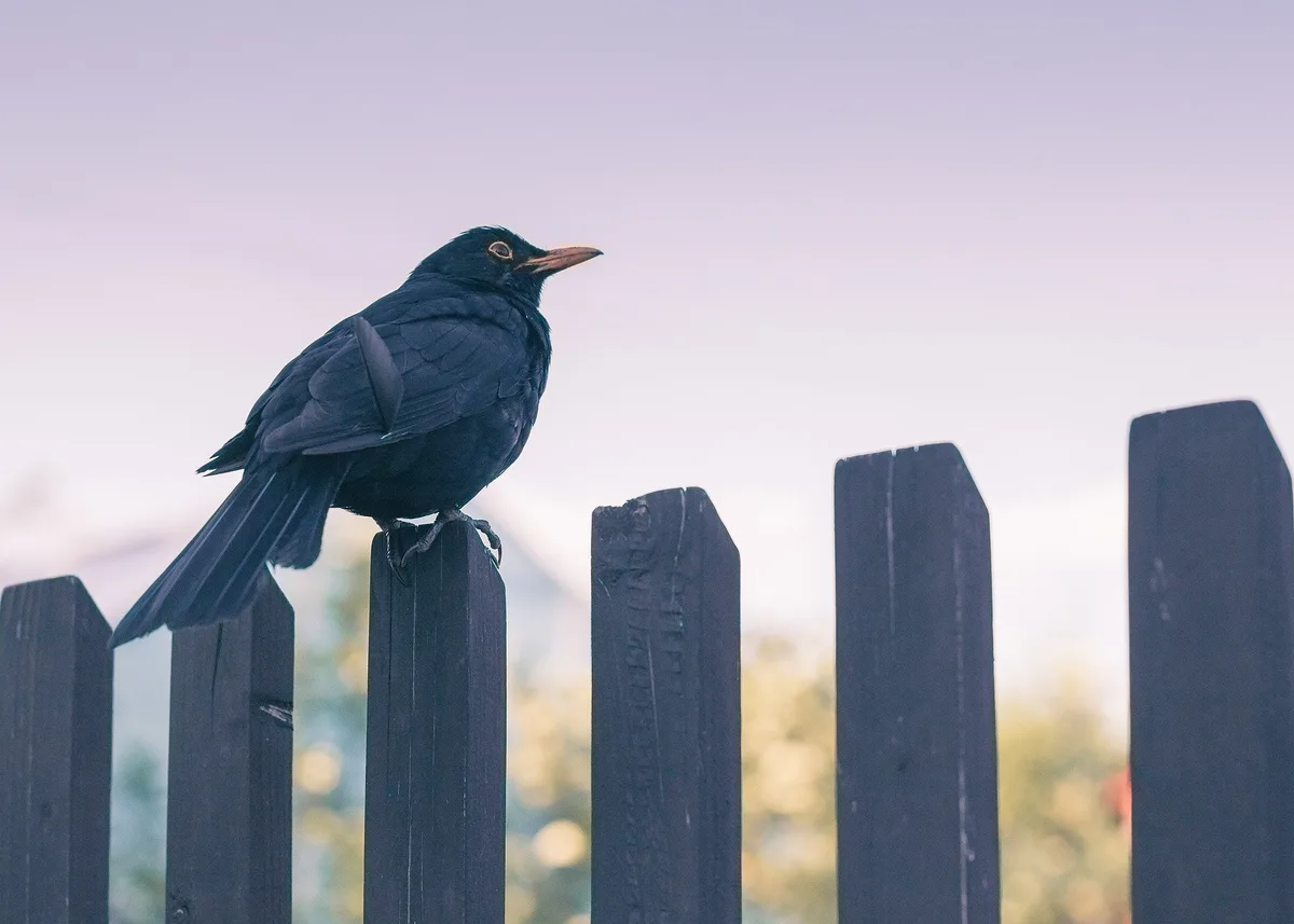 amsel-zaun Prix Agrisano würdigt den Einsatz für hilfsbedürftige Menschen