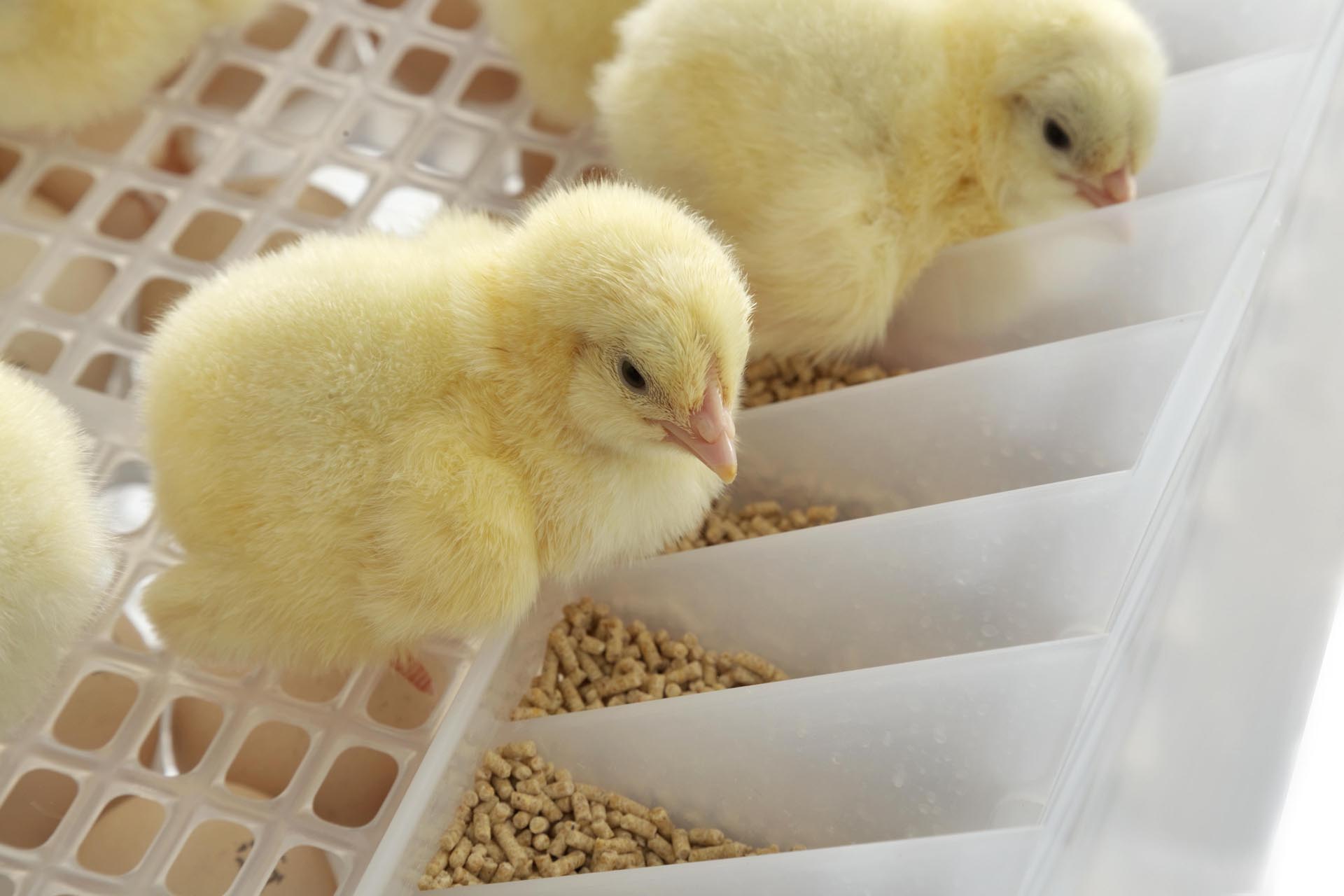 Die Küken haben direkt nach dem Schlüpfen Futter und Wasser zur freien Verfügung. (Bild zVg)