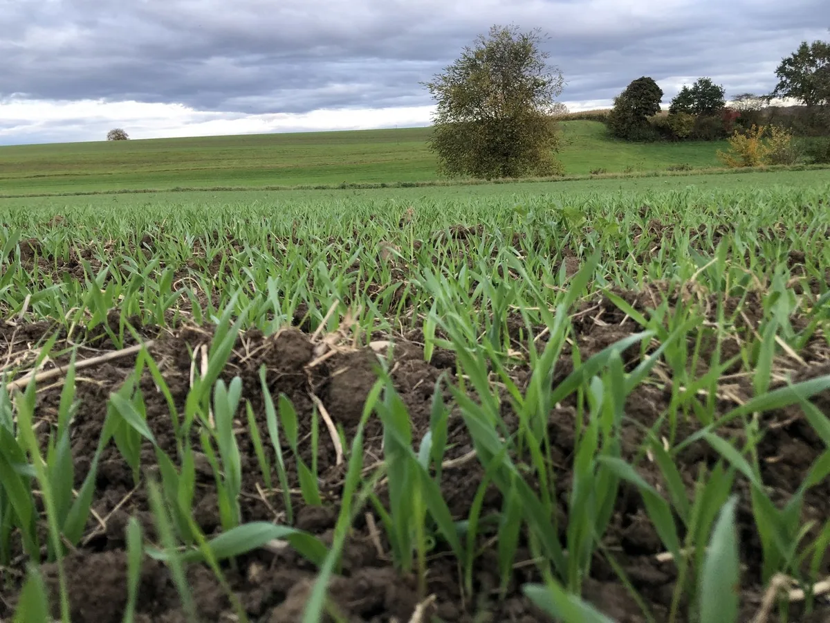 Wann macht es Sinn, im Herbst noch Blattdünger einzusetzen?