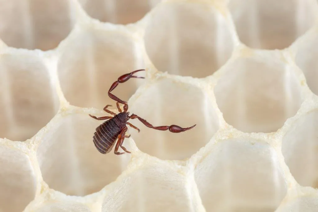 BZ-BET3-44-Bienen Ein Skorpion im Bienenstock zum Schutz gegen Parasiten