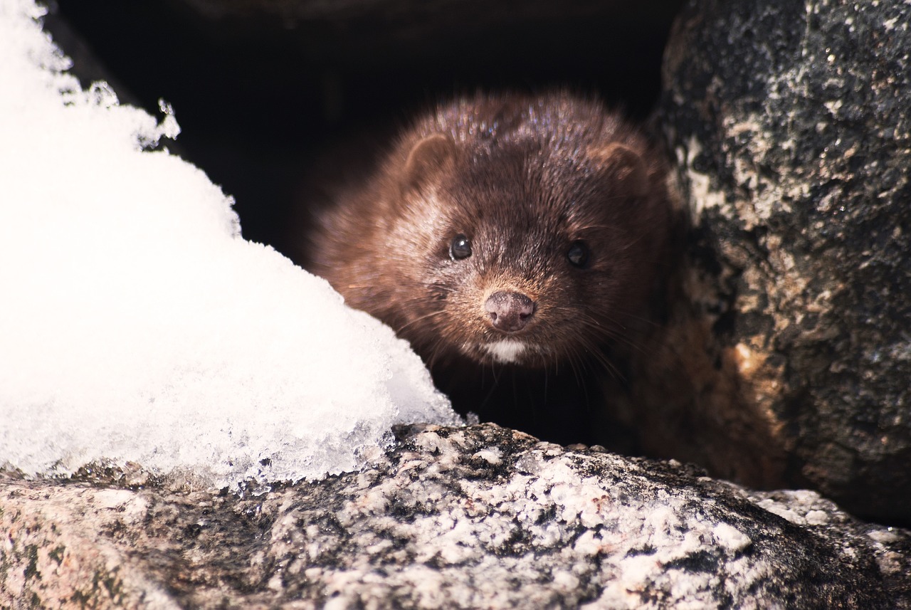 In den vergangenen Wochen hat es in mehreren europäischen Ländern Fälle von Corona-Infektionen bei Nerzen gegeben. Auf Tierfarmen in Dänemark mussten Millionen Nerze aufgrund einer Infektion getötet werden. (Symbolbild Pixabay)