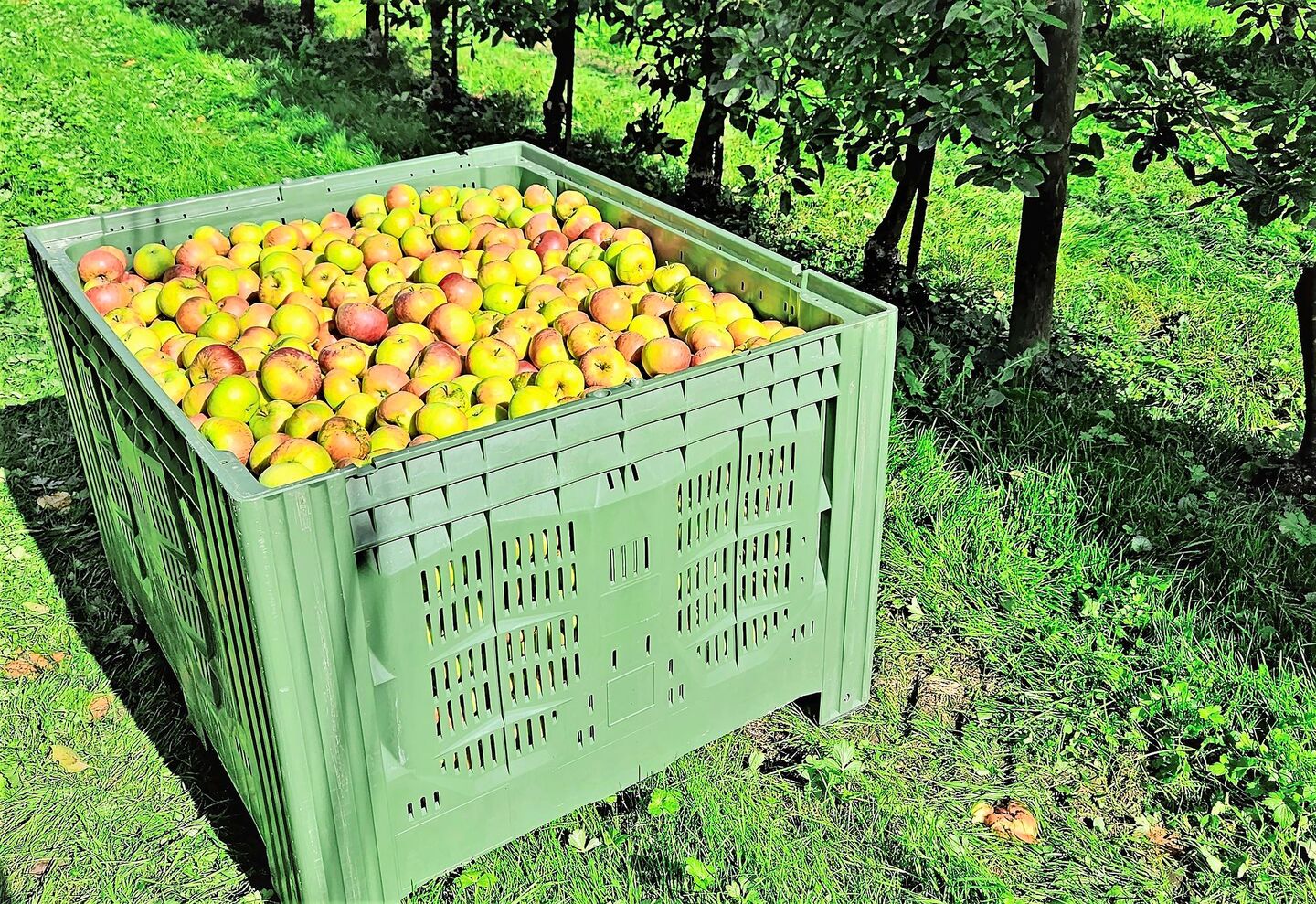 Die Ernte in den Obstanlagen läuft und die Paloxen werden wieder mit schönen Äpfeln und Birnen gefüllt.