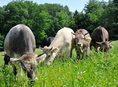 39bbadfa8490db788b1391bd420630bac855b6b1 Bio Weide Beef-Tiere auf der Weide: Der Biofleischmarkt entwickelt sich oft entkoppelt vom konventionellen Markt. (Bild FiBL / Marion Nitsch)