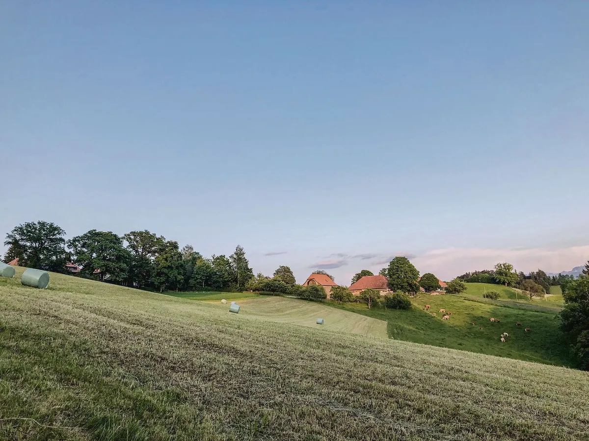 3397ae6d08a47918ca3fa1ae42457f6c6e8b396b877c194601437209e2133da6 Weil die Erntebedingungen nicht immer so wolkenlos waren wie hier im Bild, ist mit tiefen TS-Gehalten (20 bis 25 % TS) zu rechnen. Das führt zu einem anderen Gärsäuremuster.