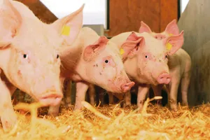 Mit digitalen Technologien können die Arbeitsschritte in der Schweinehaltung teilweise oder vollständig automatisiert werden. Diese ermöglichen eine physische Arbeitsentlastung und können zu einer höheren Wirtschaftlichkeit führen. (Bild Peter Röthlisberger)
