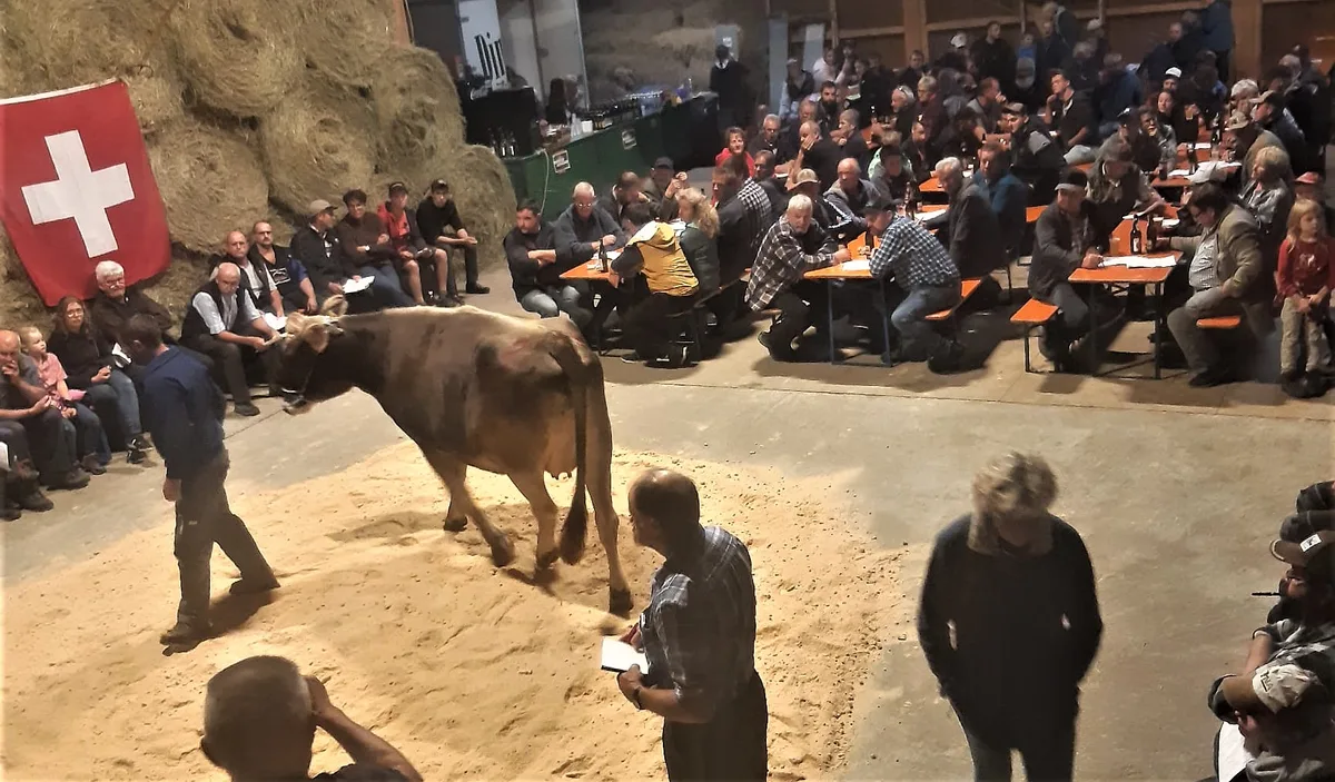 Morschach Gelungene Jubiläumsauktion der Morschächler Viehzüchter