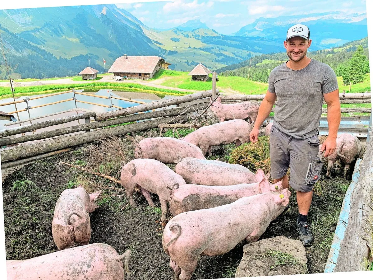 Stefan Eberli mit den Alpschweinen auf der Jänzimatt. Weil er auch Pflanzenkohle zur Geruchsreduktion einstreut, sind die Tiere teils schwarz gefärbt.