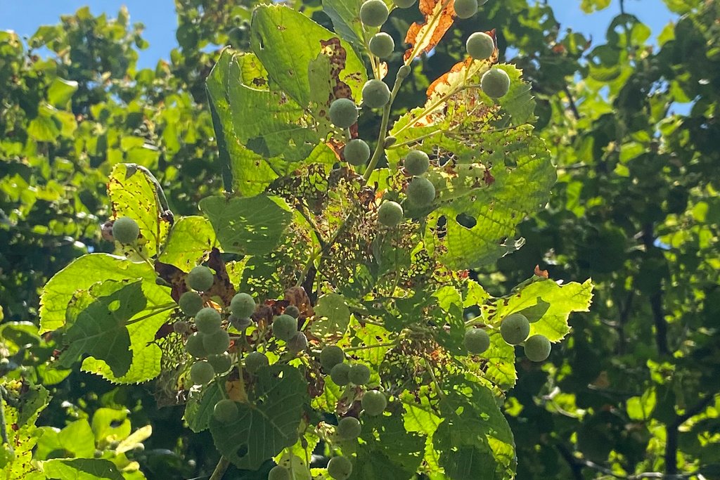 Laufend weitere Käfer gefunden