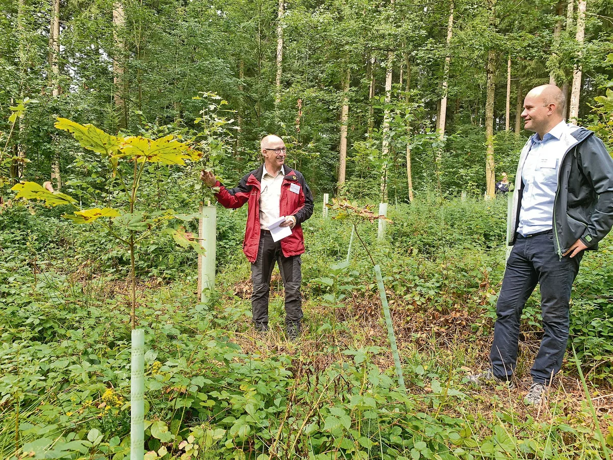 076dbf7424594874358becfce757569ee4cf92b4 Förster Marcel Gigon (l.) erklärt dem Luzerner Regierungsrat Fabian Peter die Neupflanzungen von Laubbäumen auf einer Parzelle im Chüewald in Beromünster. (Bild Josef Scherer)