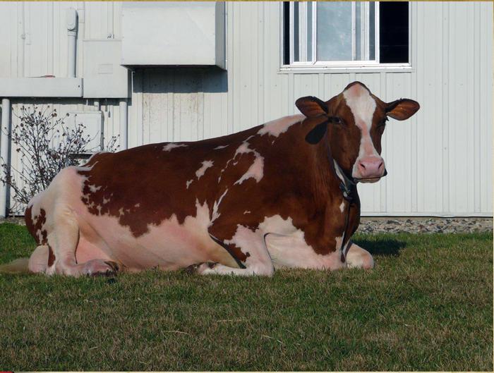 Lavender Ruby Redrose ist im Alter von 14 Jahren abgegangen. (Bild: Screenshot Rosedale Genetics)