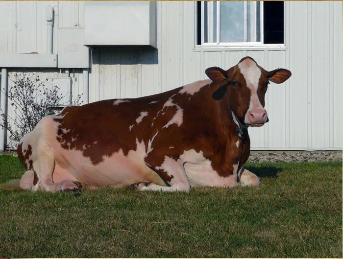 9abdebd20d89b1ebdef0e994e0f56dd285698cc8 Lavender Ruby Redrose ist im Alter von 14 Jahren abgegangen. (Bild: Screenshot Rosedale Genetics)