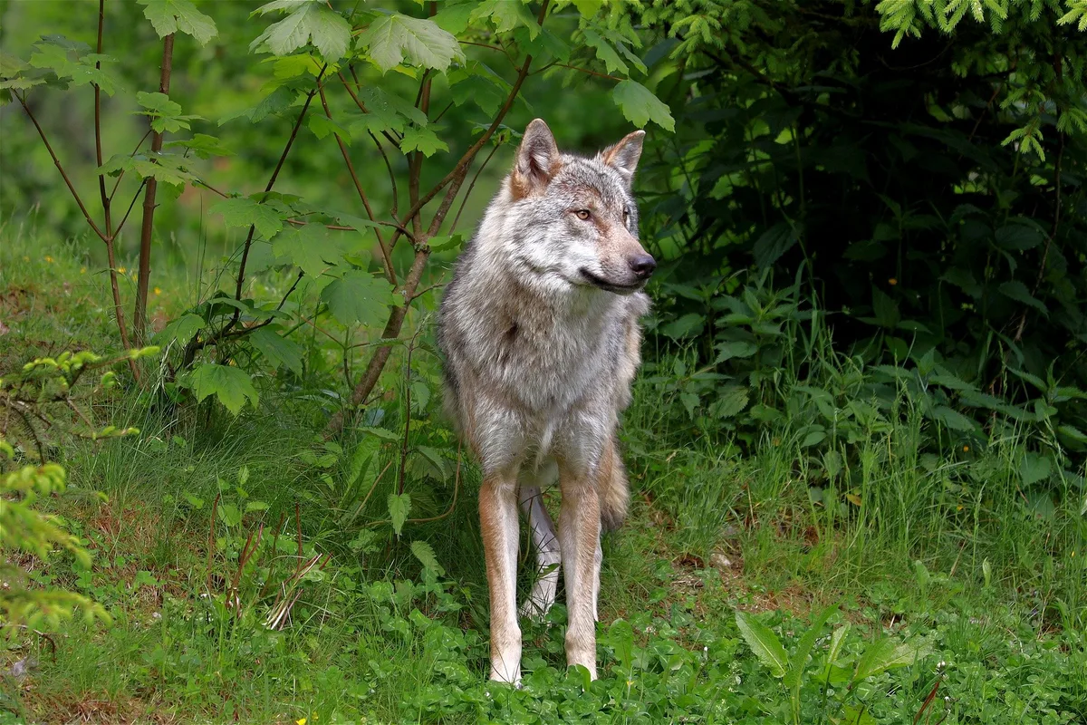 wolf_01 Ein zweites Wolfsrudel wurde im Kanton Waadt nachgewiesen
