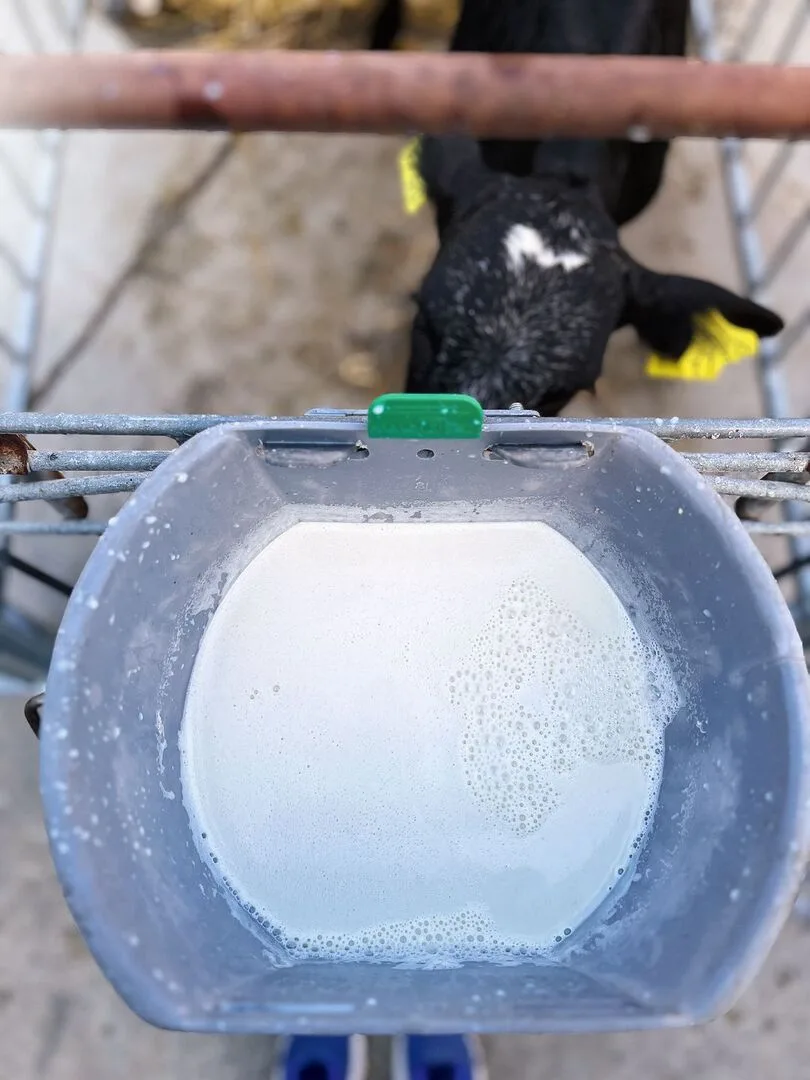 fc5d86394c9b2acf441c3cee2d440f754c2e07b28d2c39a01b0b8805be063610 Ein Eimer voll Milch ist von oben sichtbar, während ein schwarzes Kalb davon trinkt.