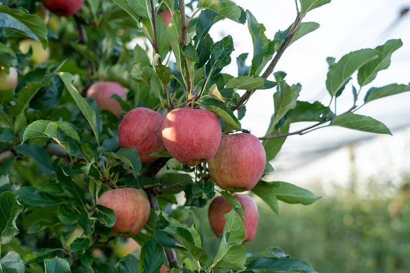 aepfel_sov 2023 gibt es die tiefste Tafelapfel-Ernte seit 10 Jahren