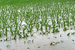 Wenn ein Starkregen das Maisfeld unter Wasser setzt, kann eine Versicherung den Ertragsausfall abfedern. Unabdingbar ist aber, dass die gute landwirtschaftliche Praxis umgesetzt und zum Beispiel Verdichtung vermieden wird.