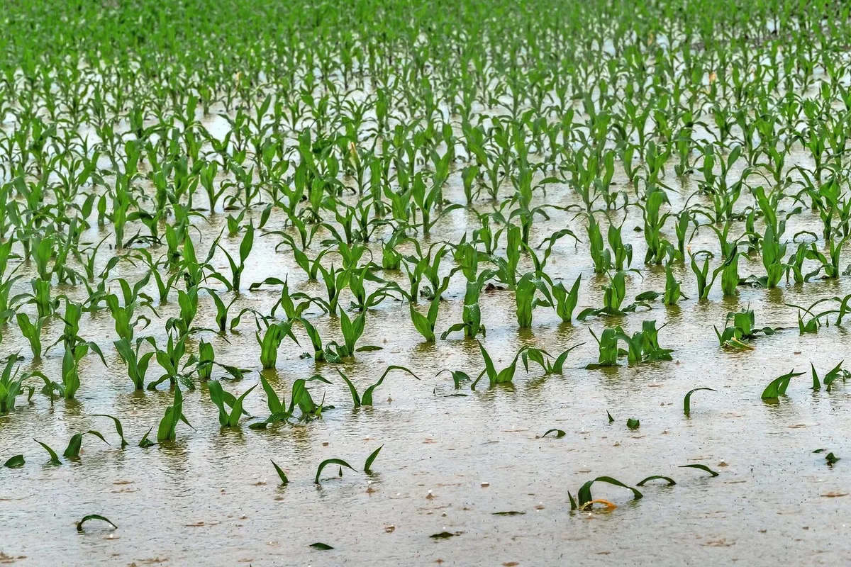 Wenn ein Starkregen das Maisfeld unter Wasser setzt, kann eine Versicherung den Ertragsausfall abfedern. Unabdingbar ist aber, dass die gute landwirtschaftliche Praxis umgesetzt und zum Beispiel Verdichtung vermieden wird.