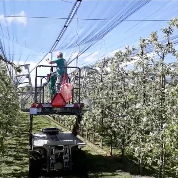 130debc863204844d9b825e50ac2a9c4d0d39122 Nach der Blüte werden die Netze gespannt. (Screenshot instagram.com/deineobstbauern)
